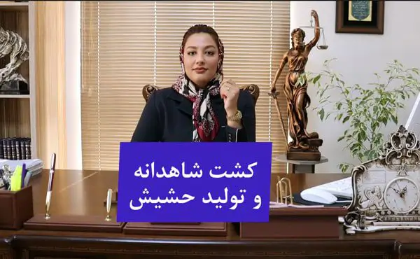 کشت شاهدانه و تولید حشیش